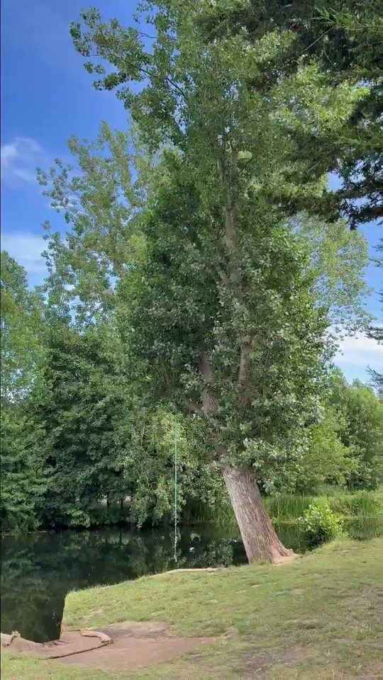 Raw phone clip: a tall tree with a rope swing beside a river